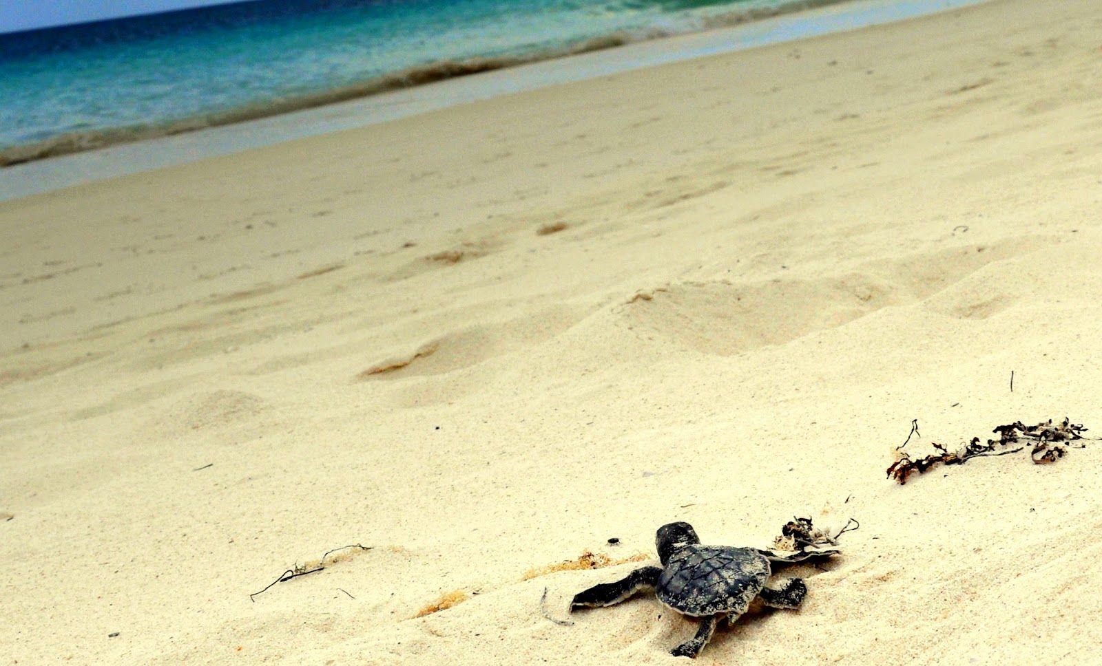 1600x968 Sea Turtle Wallpaper