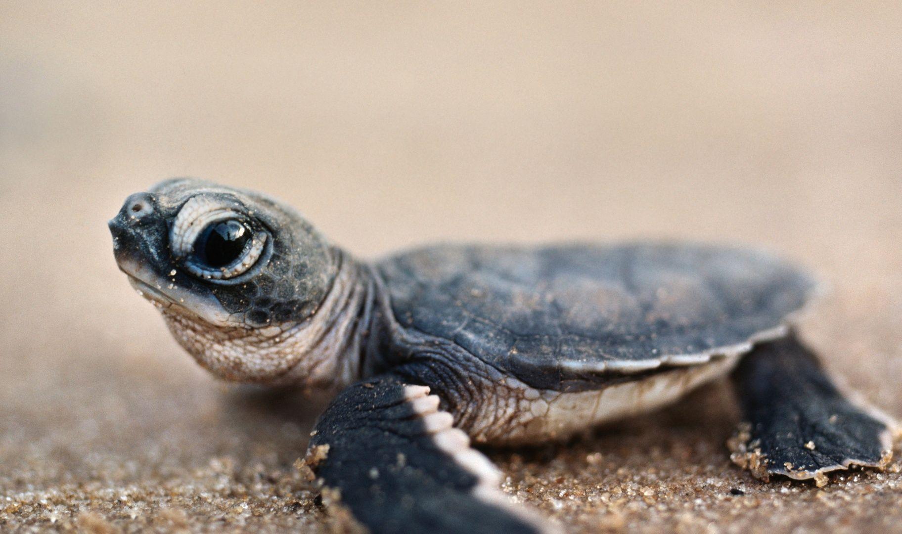 1824x1080 Baby Green Sea Turtle Picture on Animal Picture Society