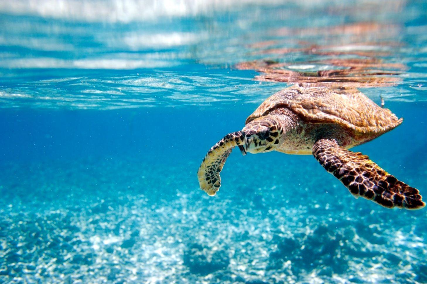 1458x972 Nature Animals Baby Turtle Desktop Wallpaper