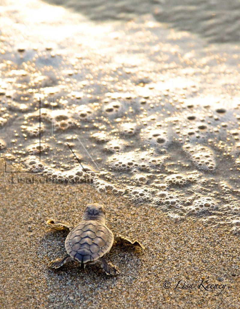800x1027 Nice photo.I love me some sea turtles! This photographer is at