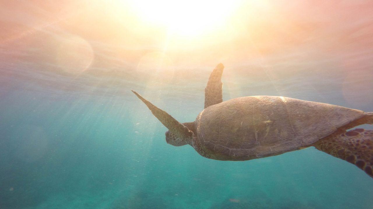 1280x720 Wallpaper Turtle, Reptile, Underwater, Sea, Sun light, 4K
