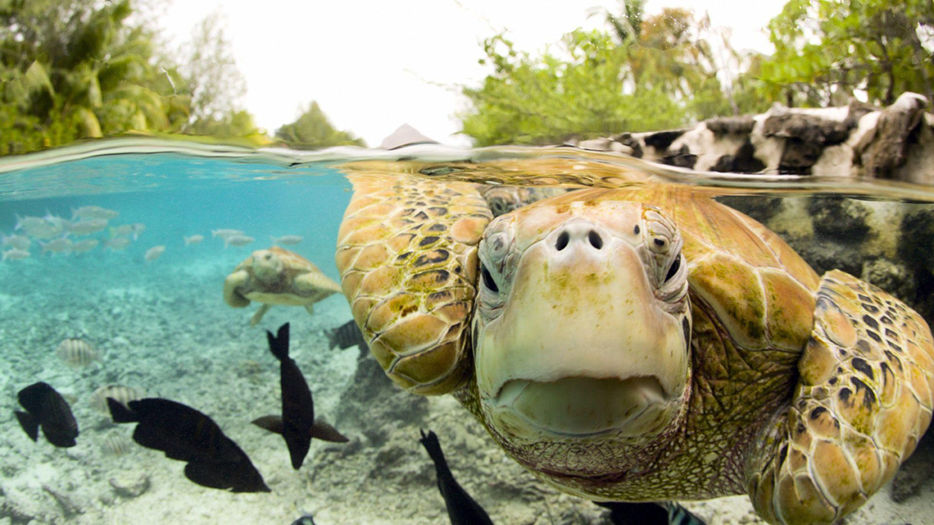 1920x1080 > Turtle Wallpaper