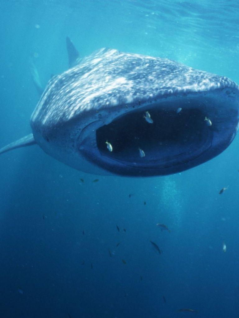 768x1024 Free download Cute Background and Wallpaper Sharks