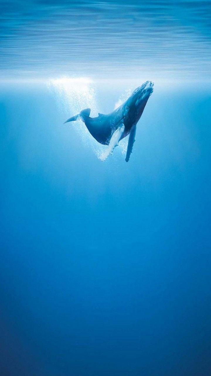 720x1280 Whale Live Wallpaper for Android