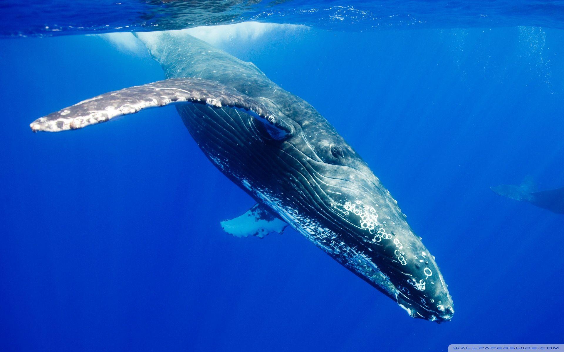 1920x1200 Humpback Whale ❤ 4K HD Desktop Wallpaper for 4K Ultra HD TV