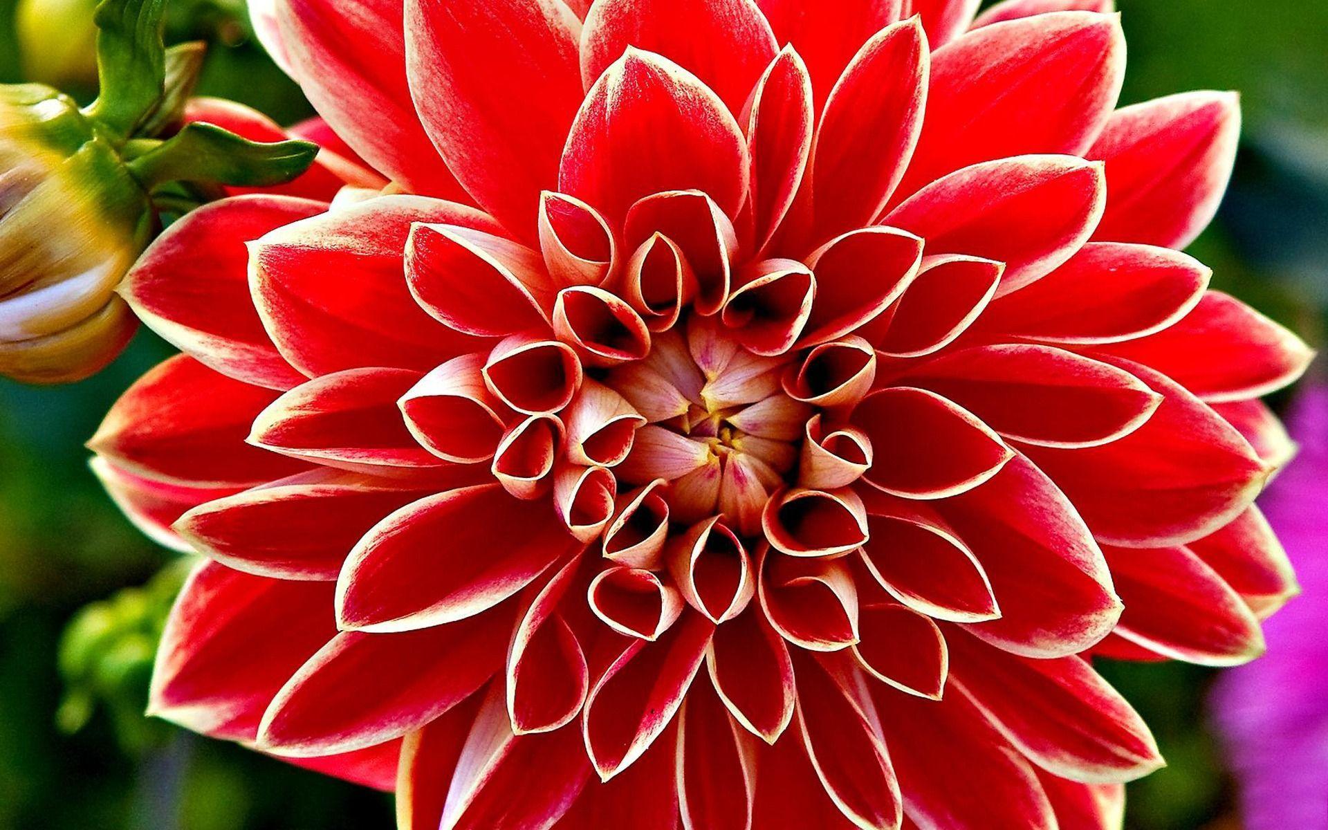 1920x1200 red dahlia flowers picture wallpaper HD Red Dahlia. Zomerbloemen