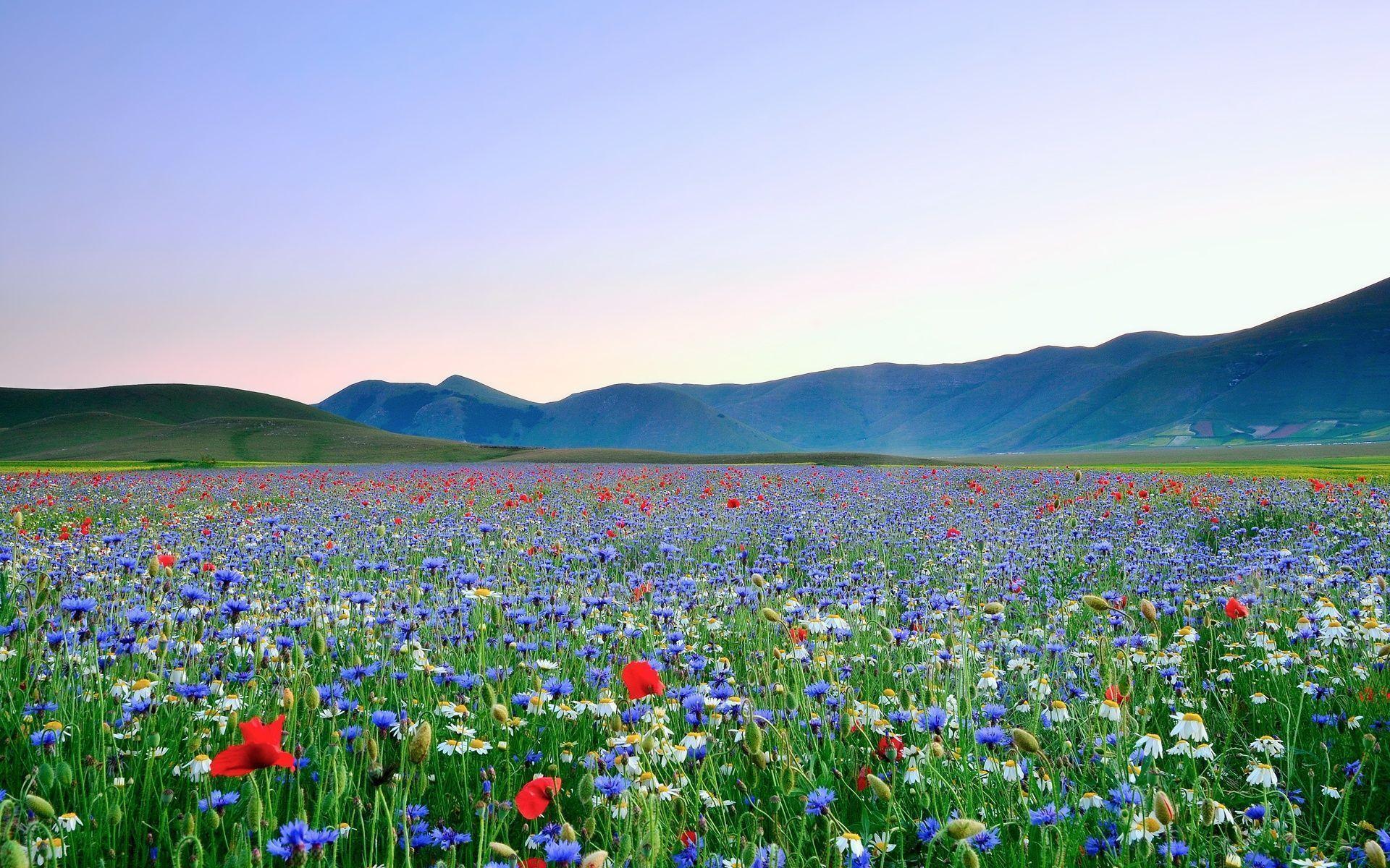 Field of Flowers Wallpapers - Top Free Field of Flowers Backgrounds -  WallpaperAccess