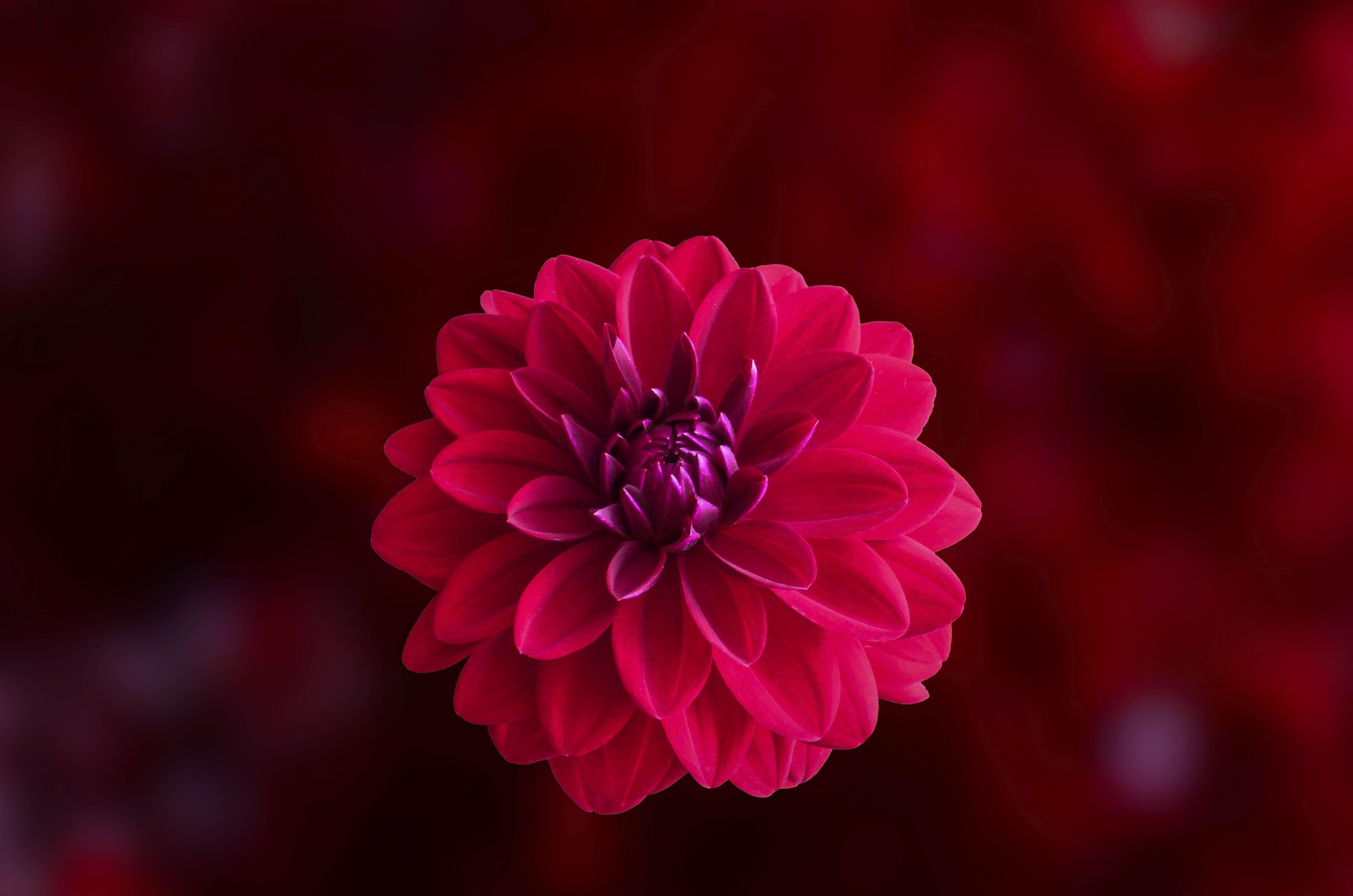 4928x3264 Pink Dahlia Flower, HD Flowers, 4k Wallpaper, Image