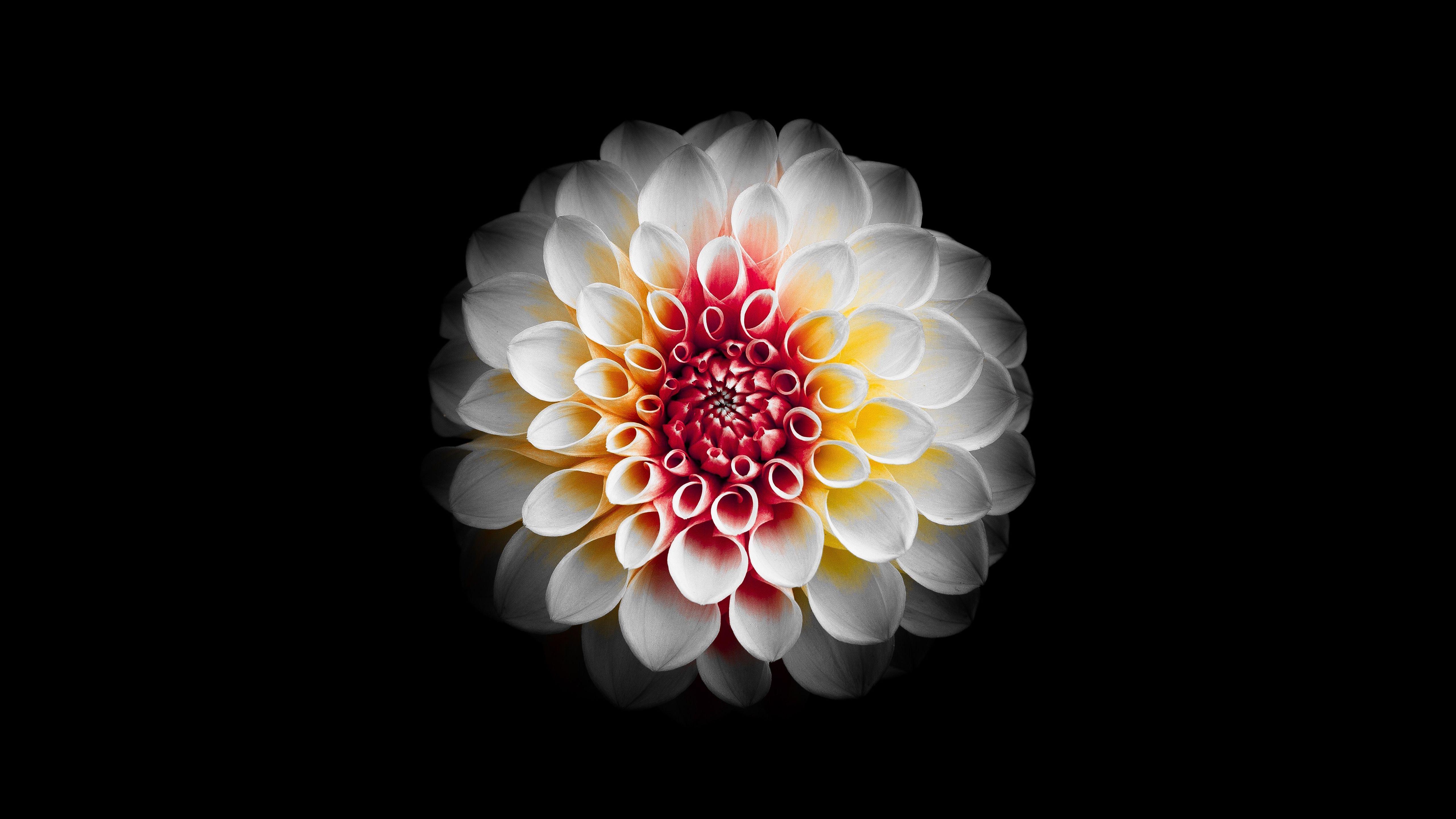 Dahlia Flower Wallpapers - Top Free Dahlia Flower Backgrounds