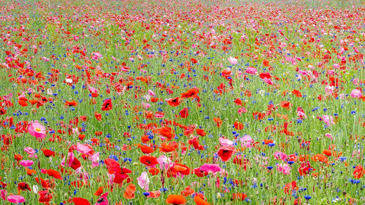 1280x720 Desktop Wallpaper Fields flower Poppies Cornflowers Many