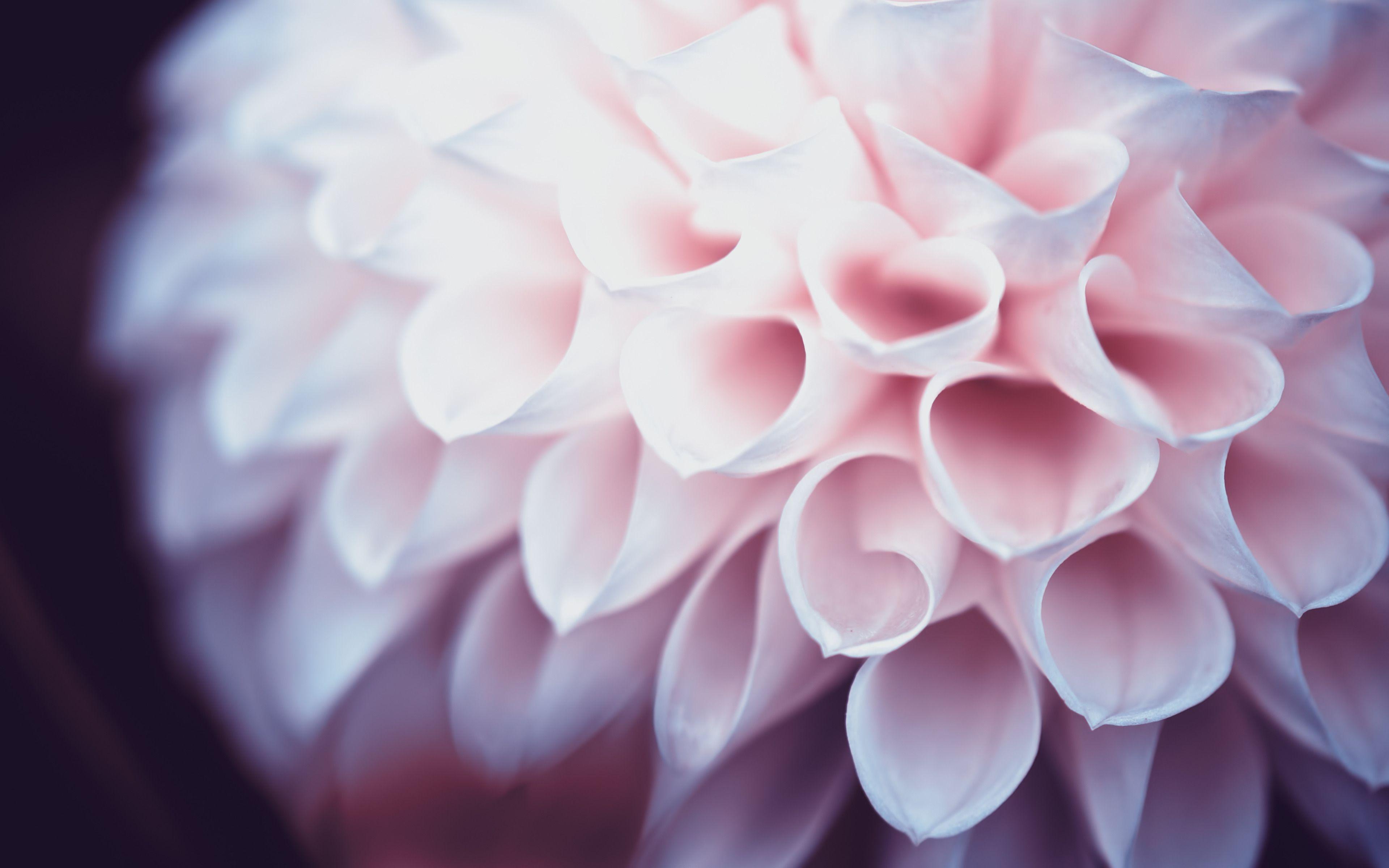 Dahlia Wallpapers - Top Free Dahlia Backgrounds - WallpaperAccess