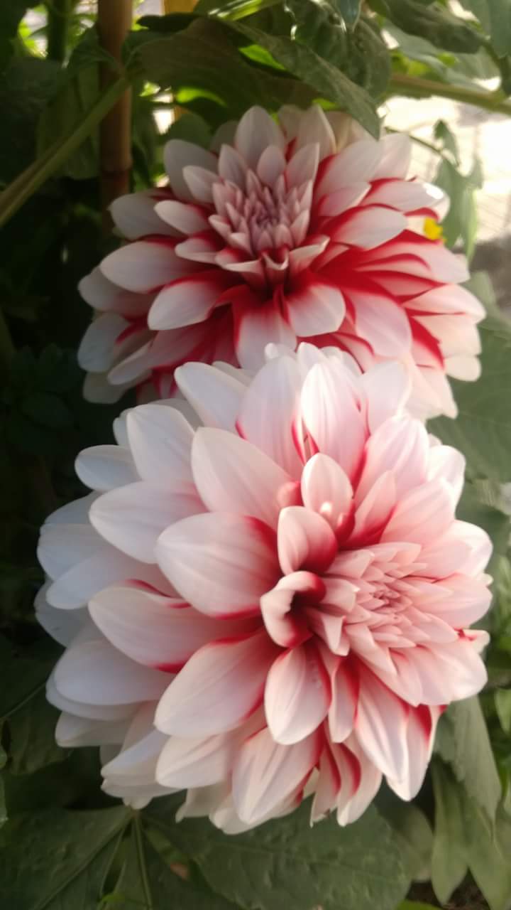 720x1280 Beautiful Dahlia Flower from the Garden of Tushar Mahajan