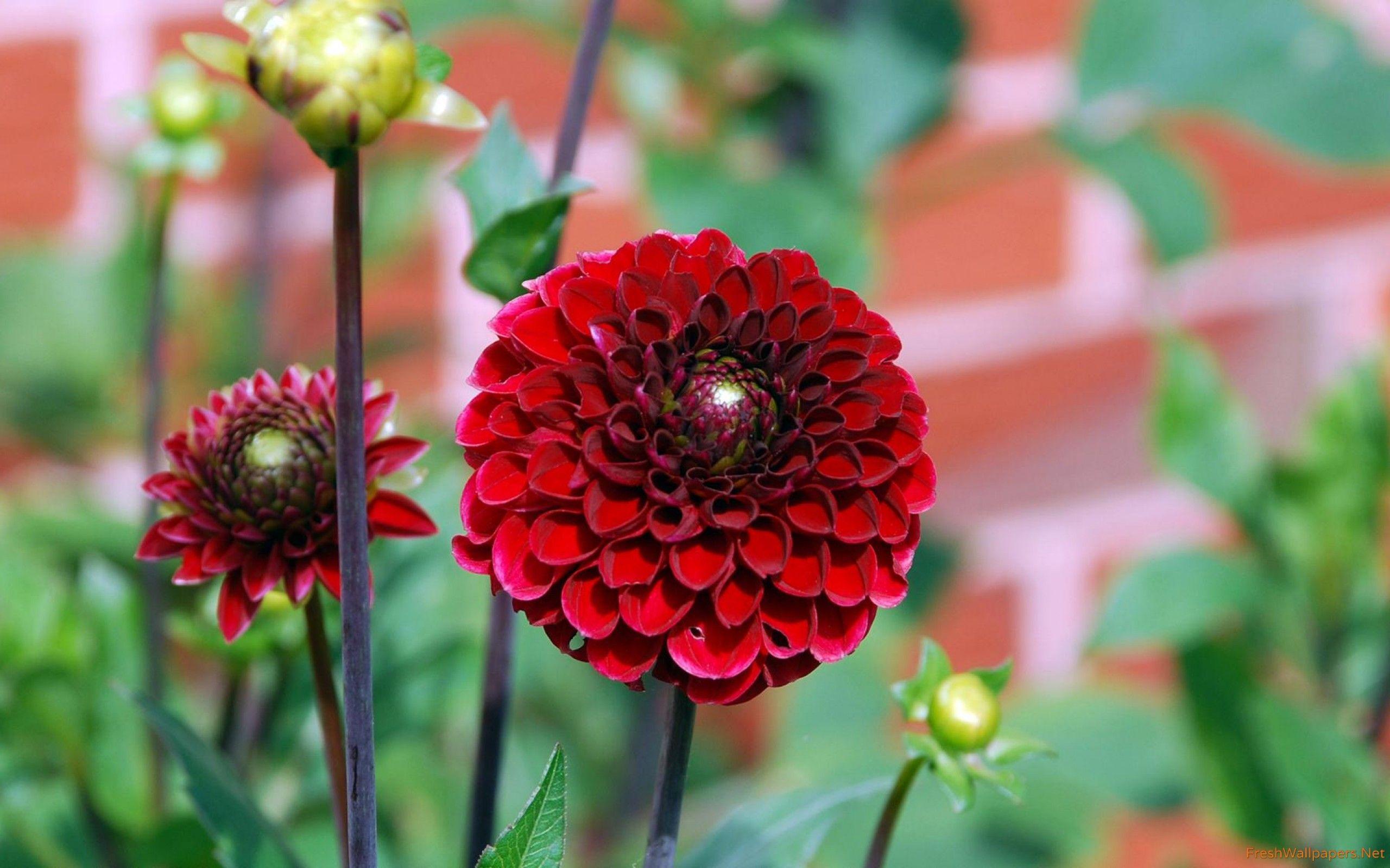 Dahlia Wallpapers - Top Free Dahlia Backgrounds - WallpaperAccess