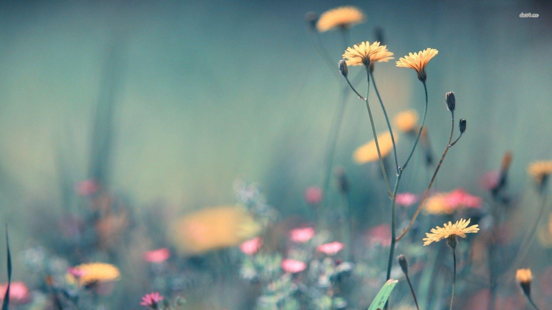 1920x1080 Wild Flowers Wallpaper