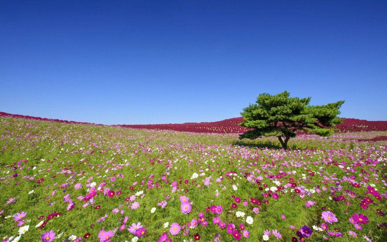 1280x800 Field Of Flowers Wallpaper Most Beautiful Flowers Pic