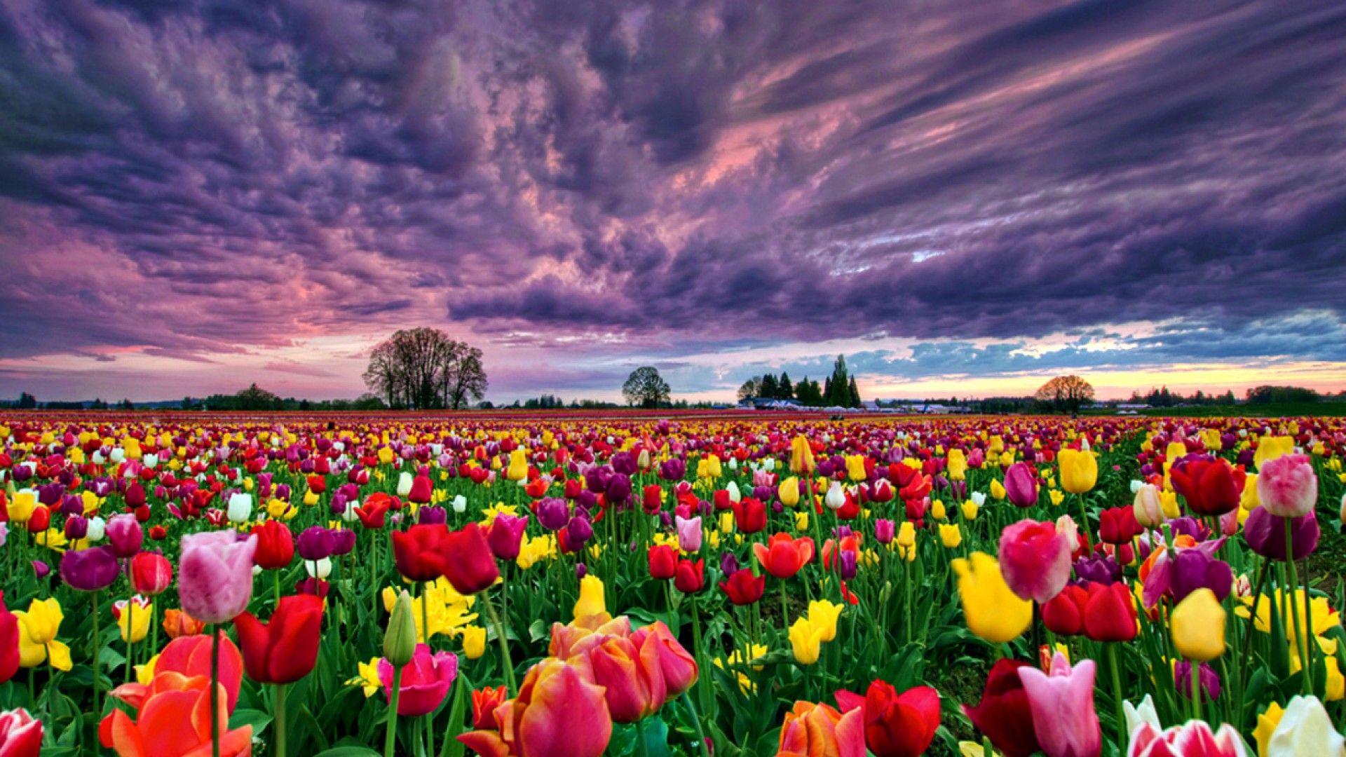 1920x1080 Field Of Flowers wallpaper Gallery