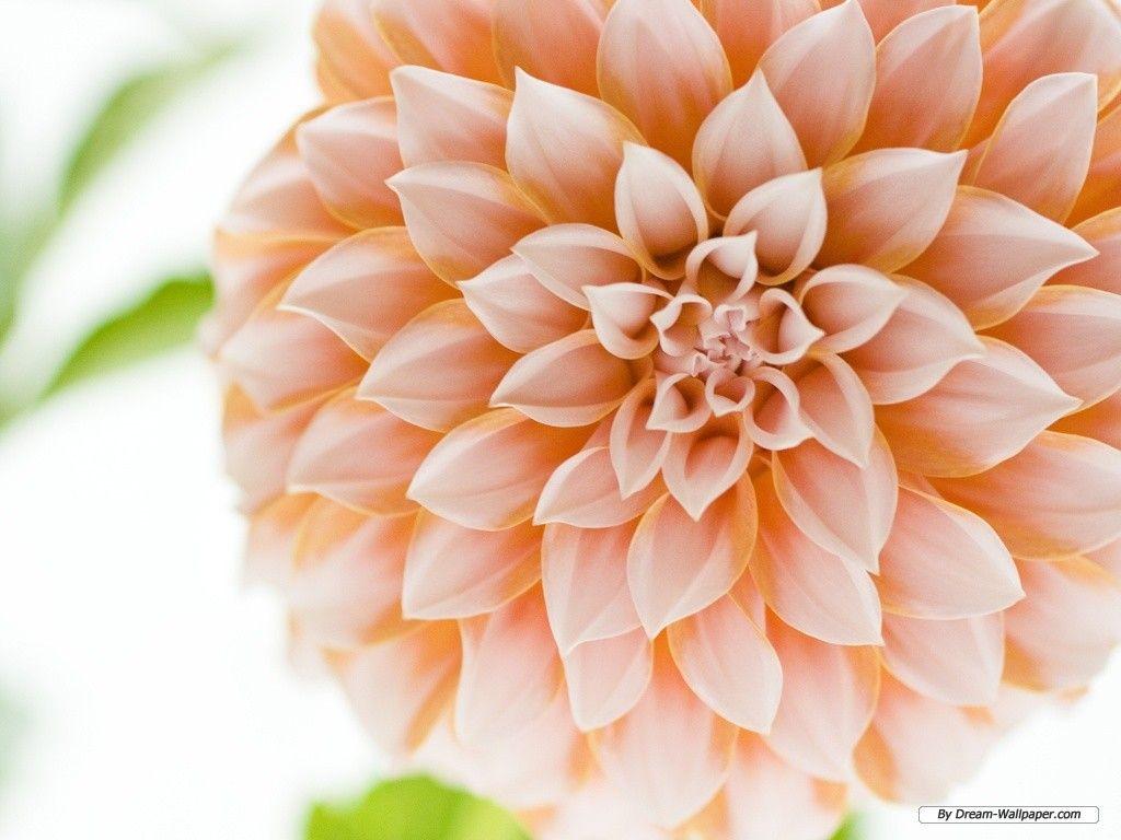 1024x768 Free Wallpaper Flower wallpaper wallpaper