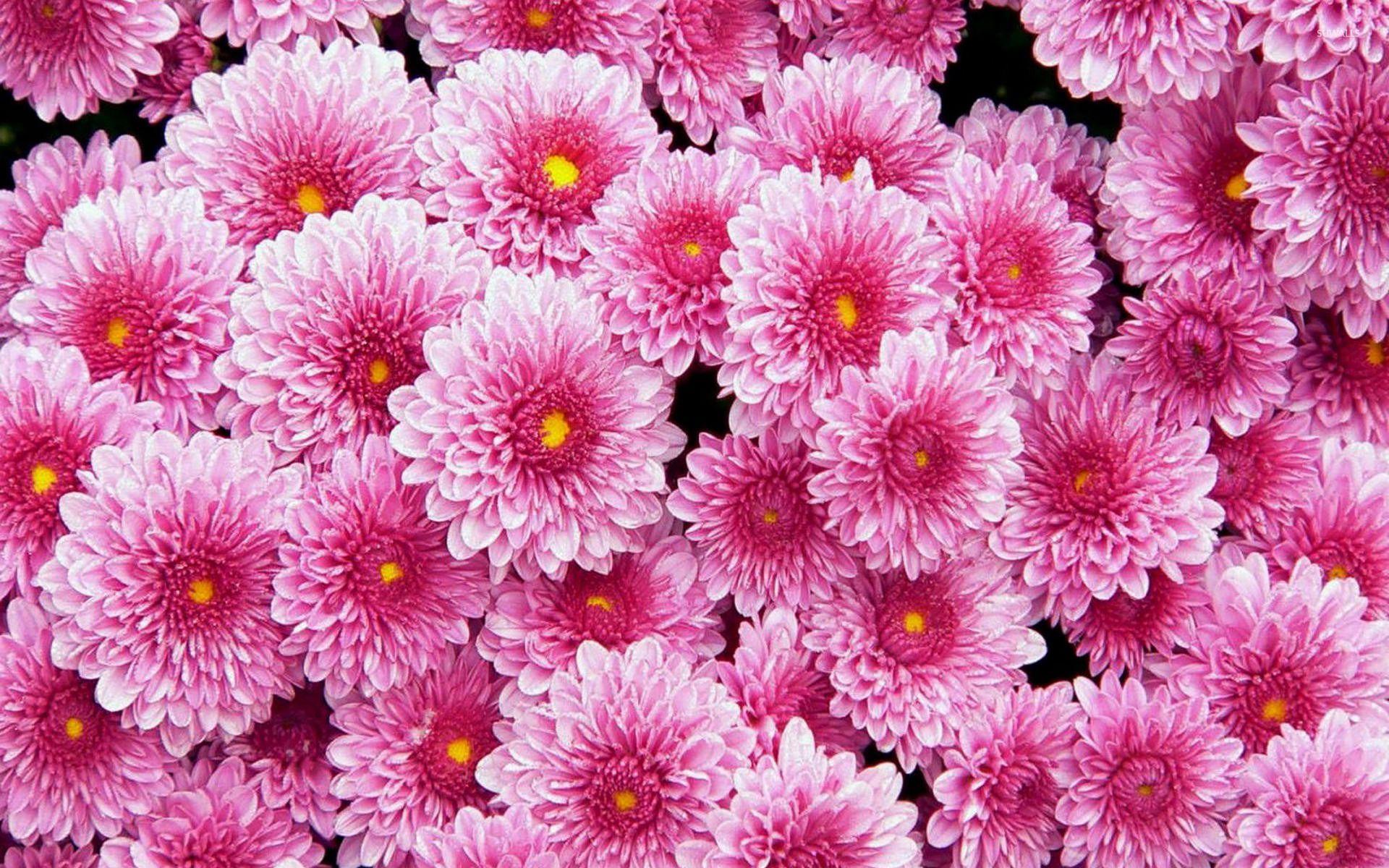 1920x1200 Dahlia Wallpaper 14 X 1200