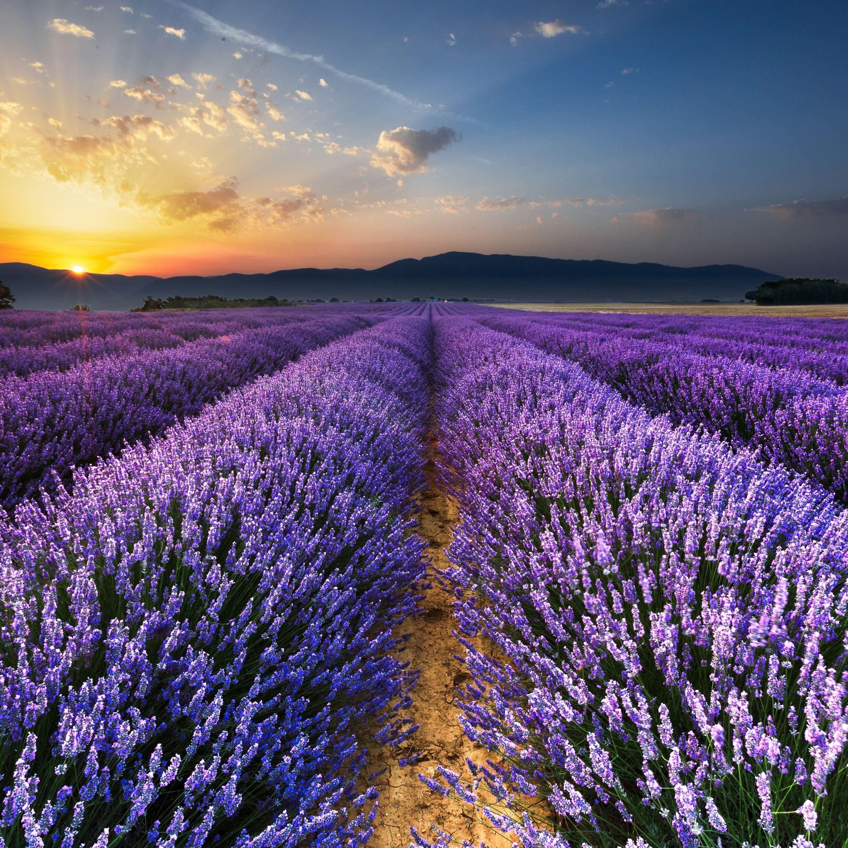 Field of Flowers Wallpapers - Top Free Field of Flowers Backgrounds ...