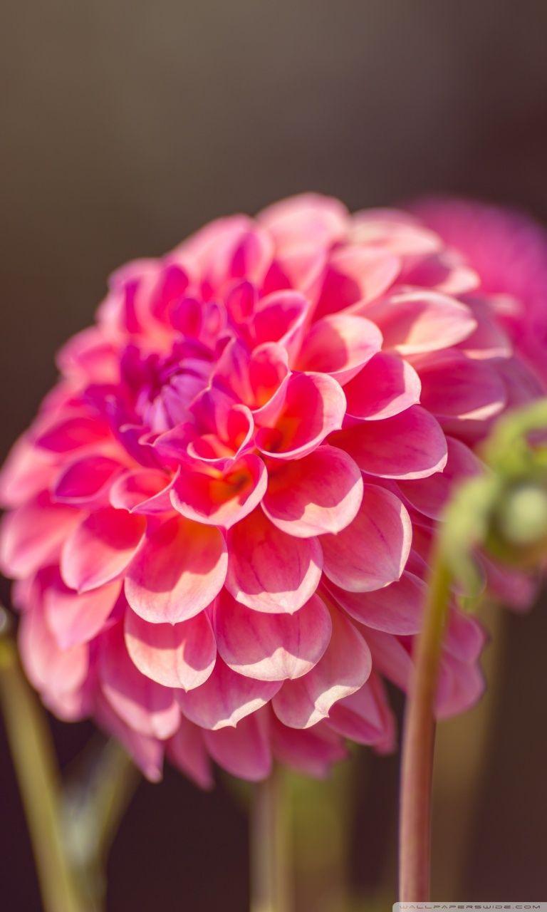 768x1280 Dahlia Ultra HD Desktop Background Wallpaper for 4K UHD TV : Widescreen & UltraWide Desktop & Laptop : Multi Display, Dual Monitor : Tablet