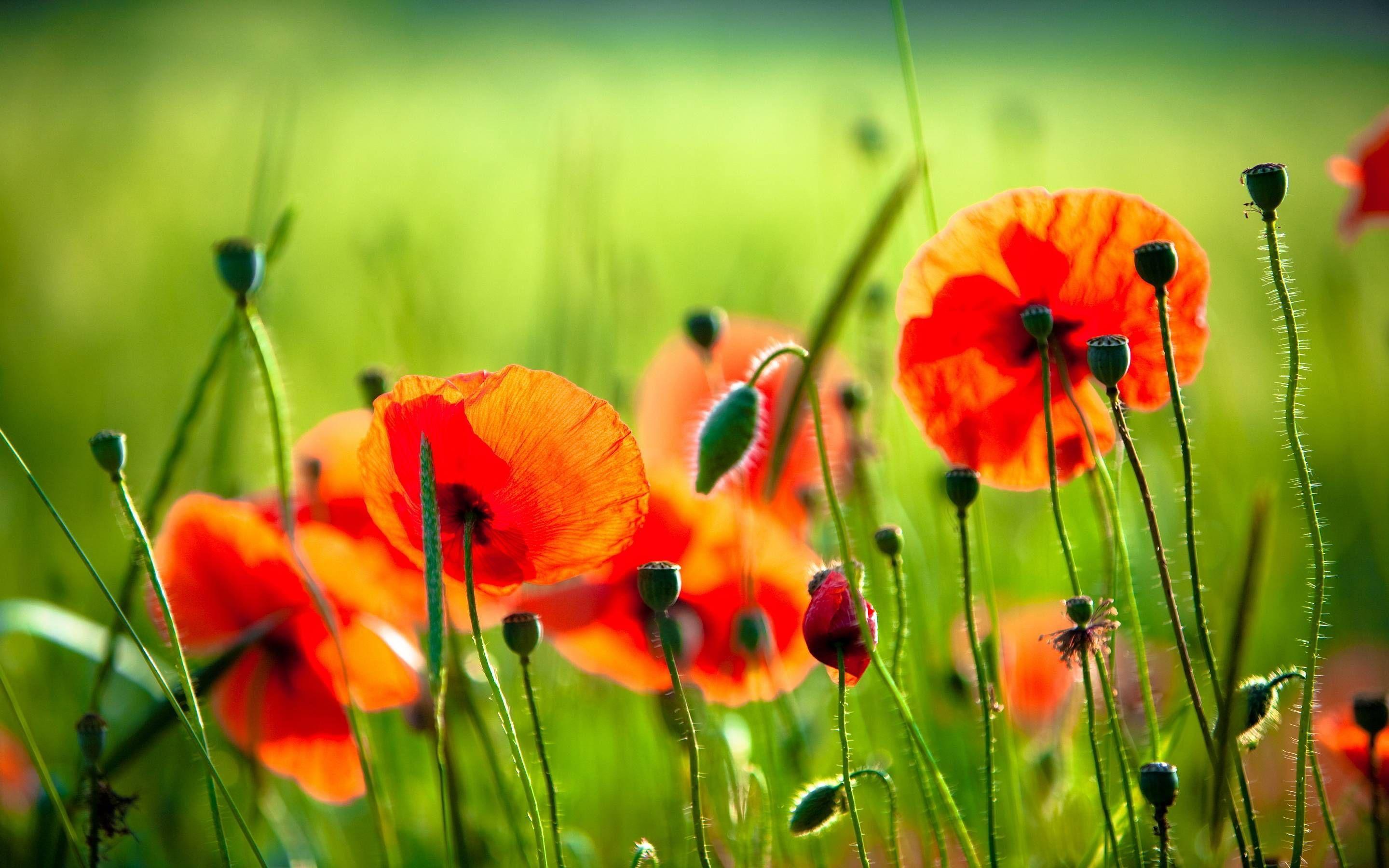 Poppies Wallpapers - Top Free Poppies Backgrounds - WallpaperAccess