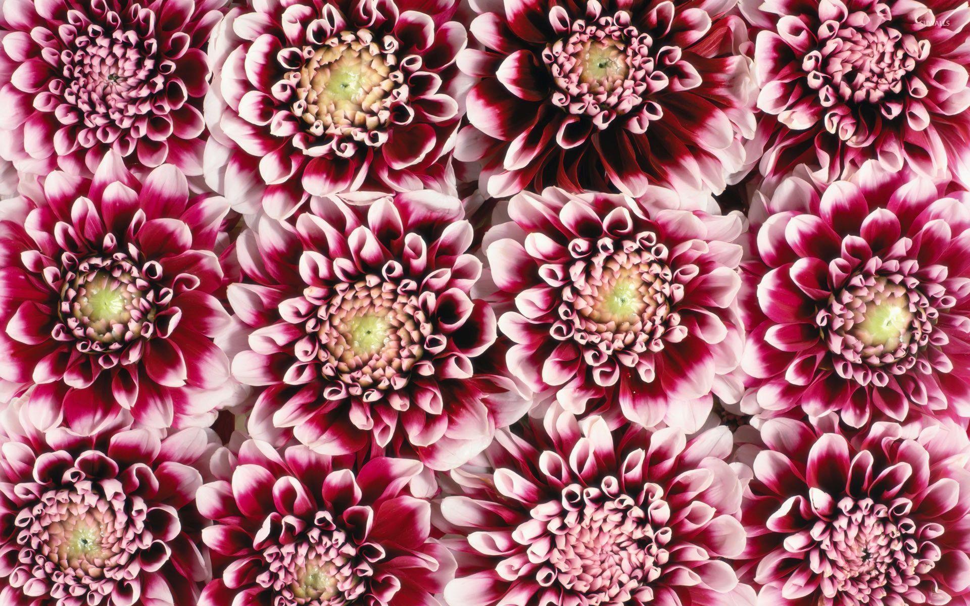 1920x1200 Red Dahlia Wallpaper and Background Imagex1200