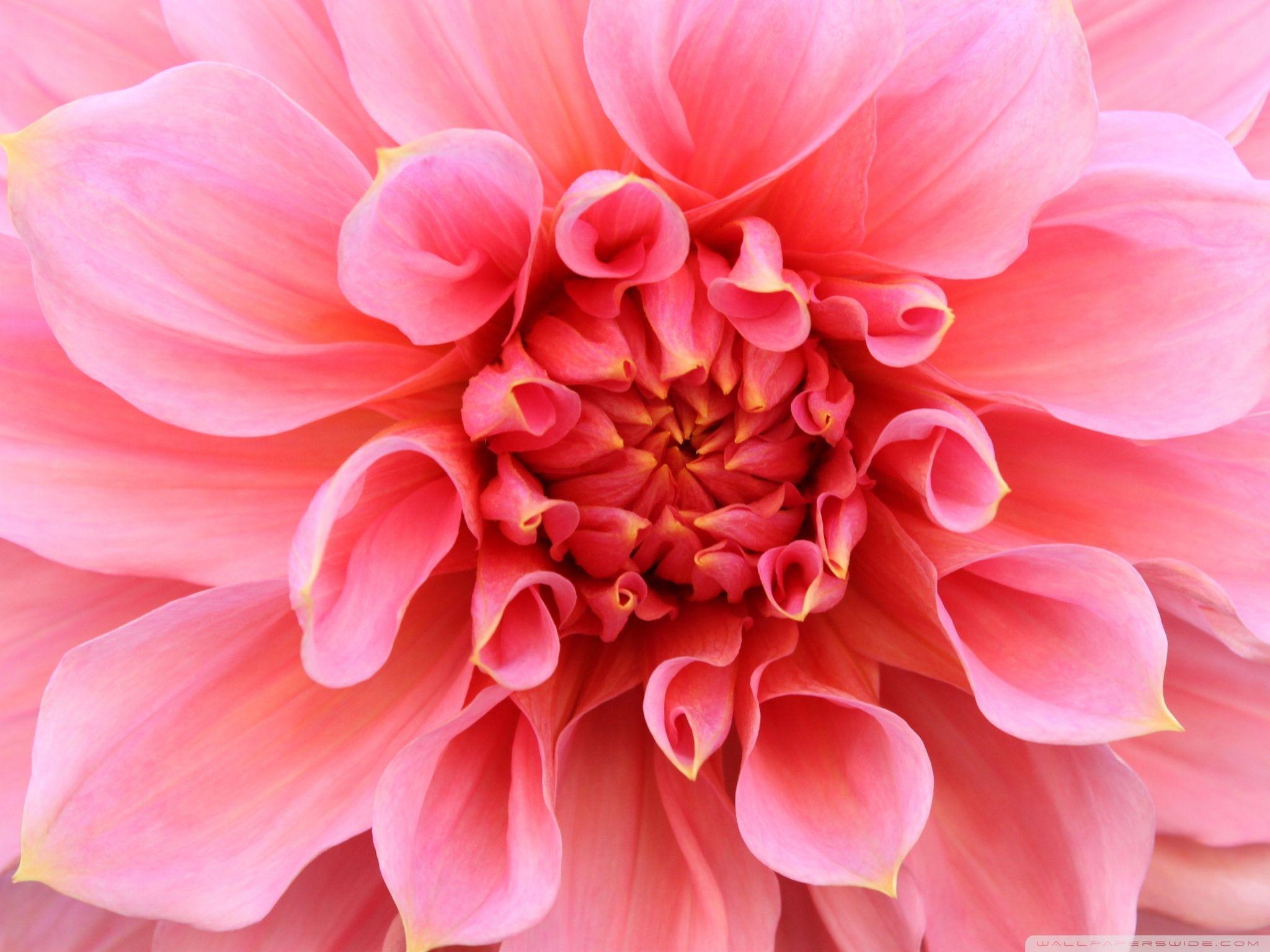 2048x1536 Dahlia Wallpaper 2048x1536 px, X63JN1