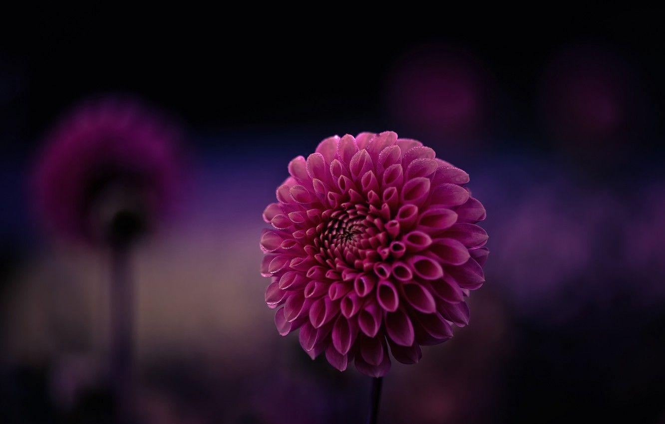 1332x850 Wallpaper flower, purple, macro, background, focus, petals