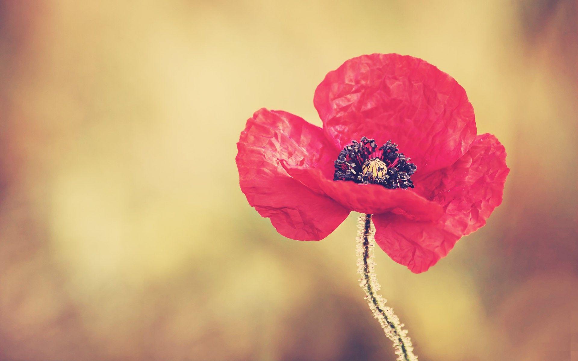1920x1200 Red Poppy Flower wallpaper. Red Poppy Flower
