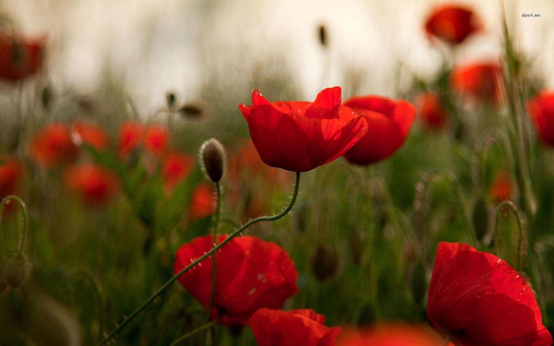 Red Poppy Wallpapers - Top Free Red Poppy Backgrounds - WallpaperAccess