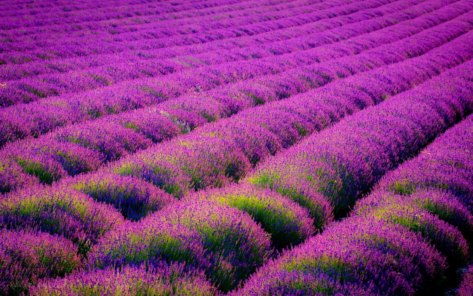 1920x1200 Purple Flower Wallpaper HD