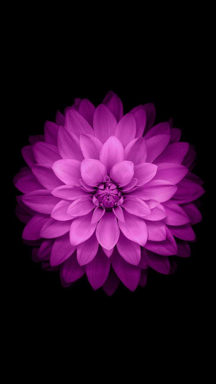 728x1294 Single Flower 1080P, 2K, 4K, 5K HD wallpaper free download