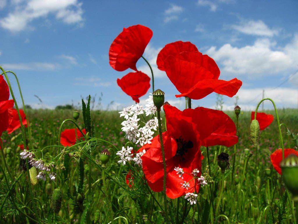 1024x768 Poppies Wallpaper