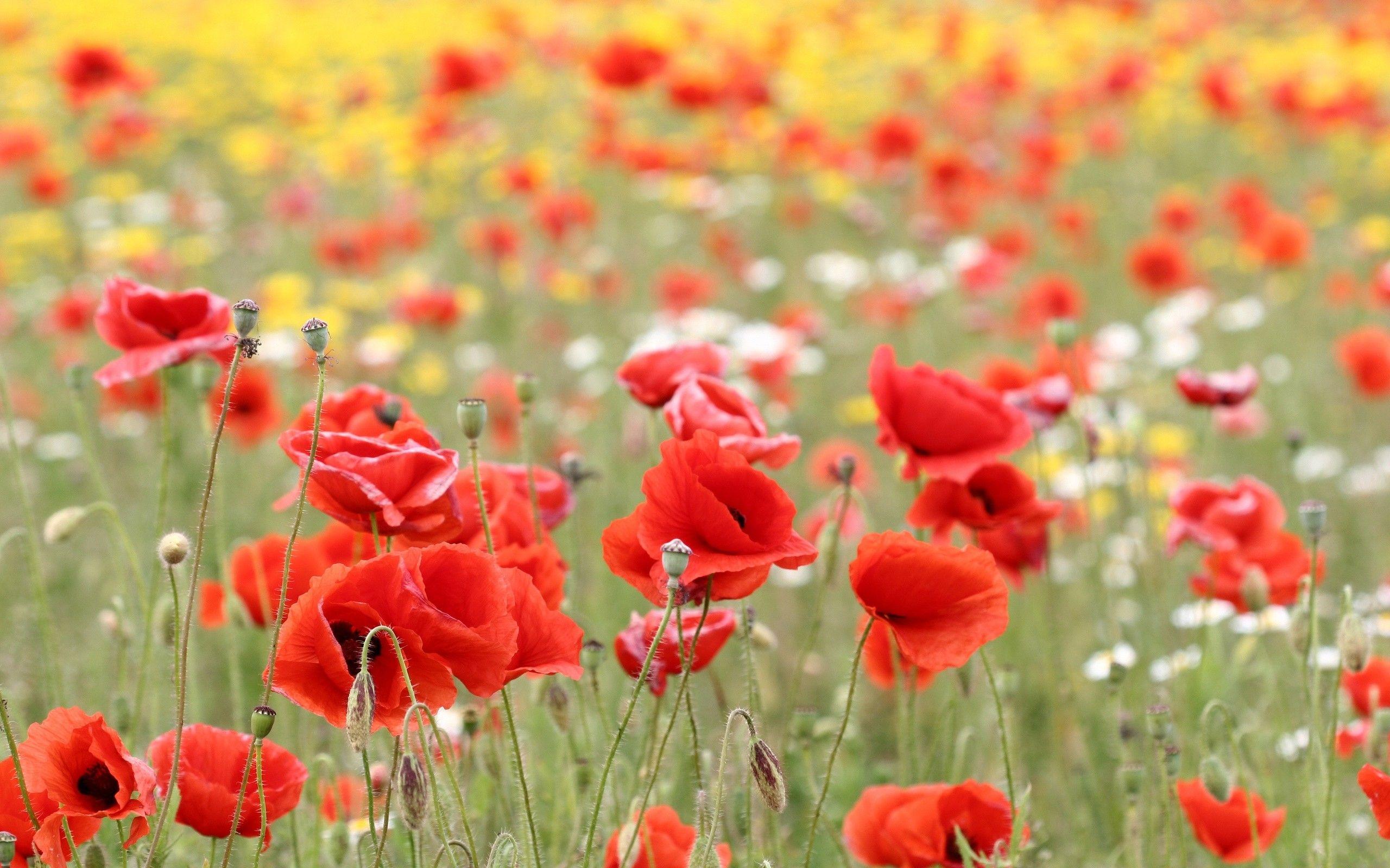 2560x1600 Red Poppy Flowers 14017 2560x1600px