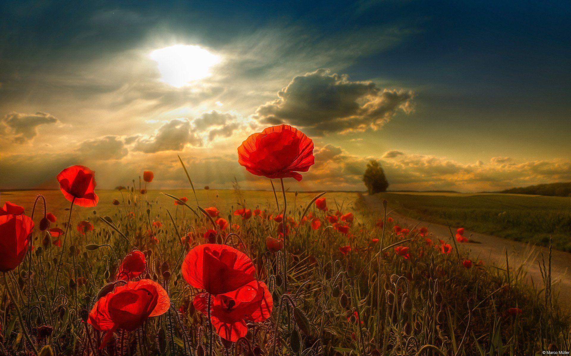 1920x1200 Poppy HD Wallpaper and Background Image