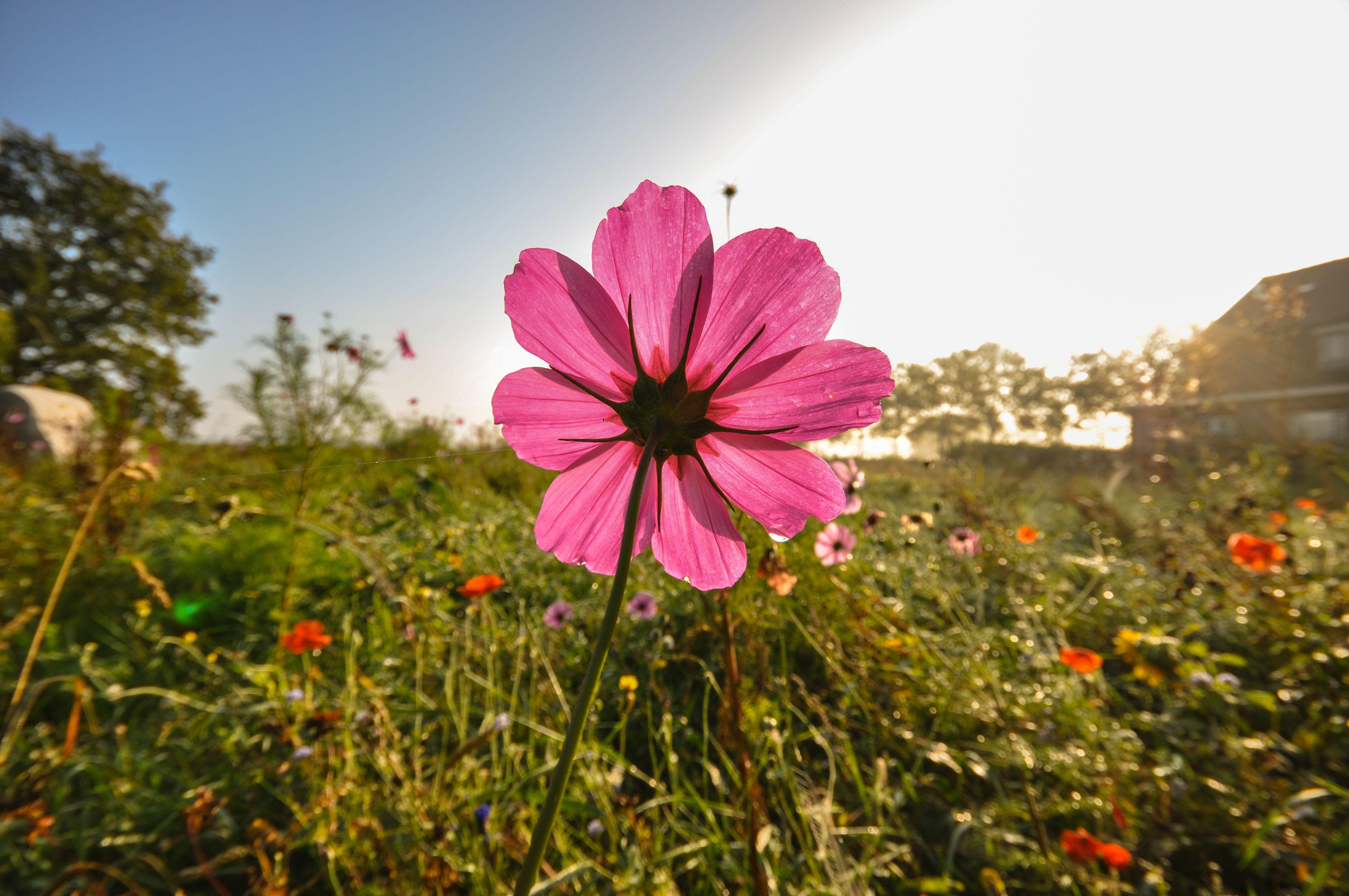 4288x2848 Field Meadow Flower Pink Image. Free Stock Image
