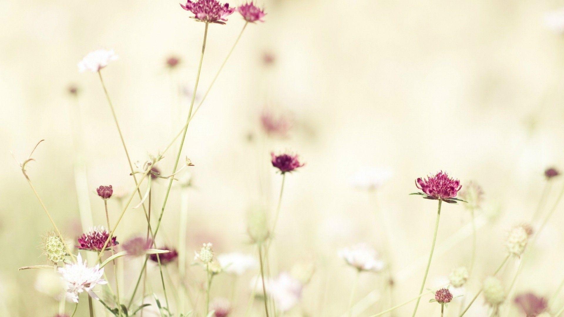 1920x1080 Large Wildflower Wallpaper