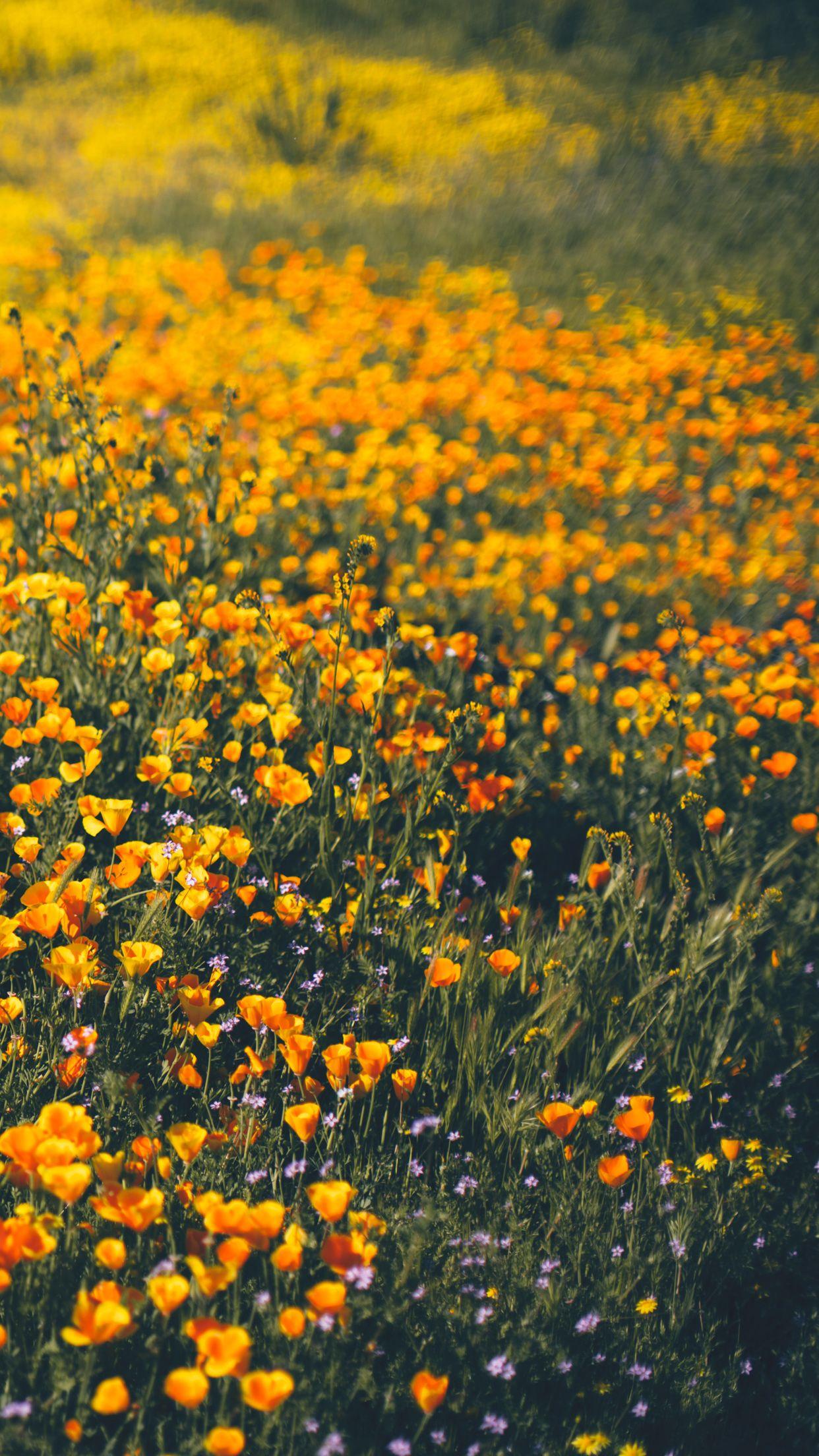 Wildflowers Wallpaper  iPhone Android  Desktop Backgrounds