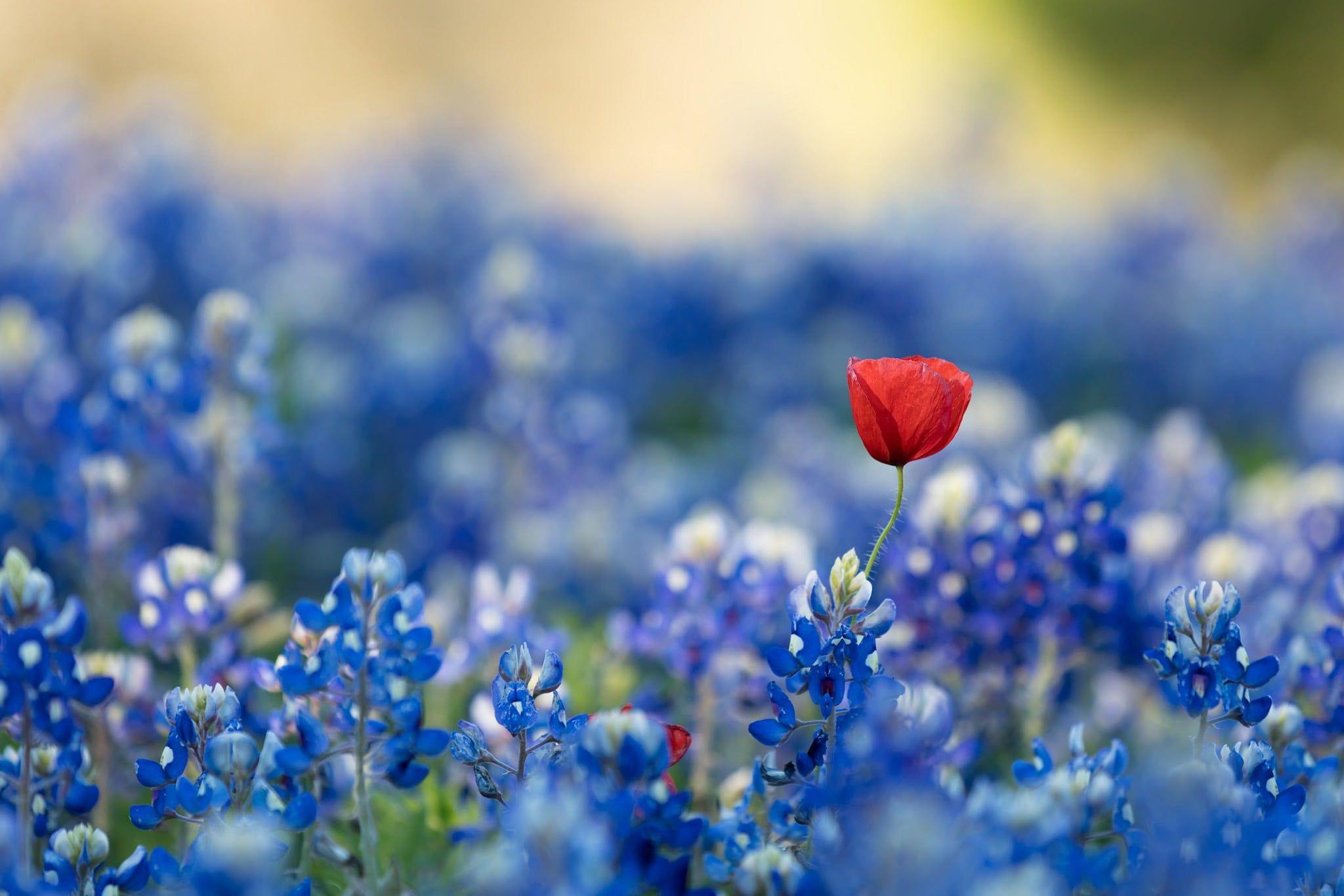 2048x1366 Red poppy flower and blue sage flowers, blue, red flowers