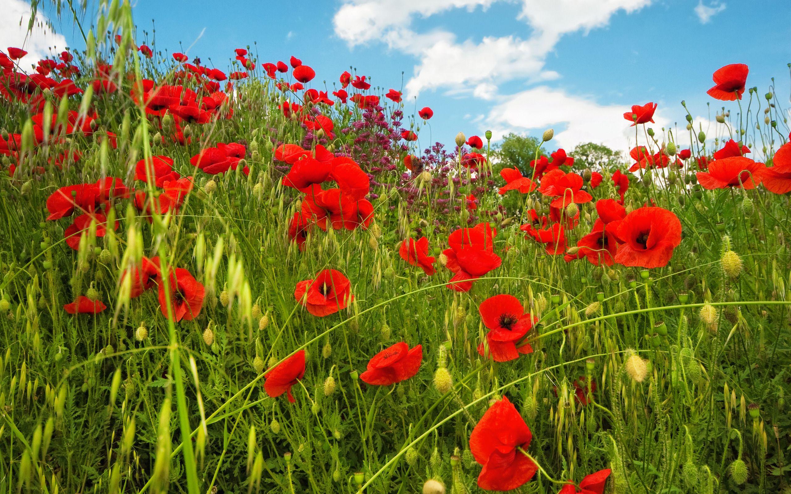 Red Poppy Wallpapers Top Free Red Poppy Backgrounds Wallpaperaccess