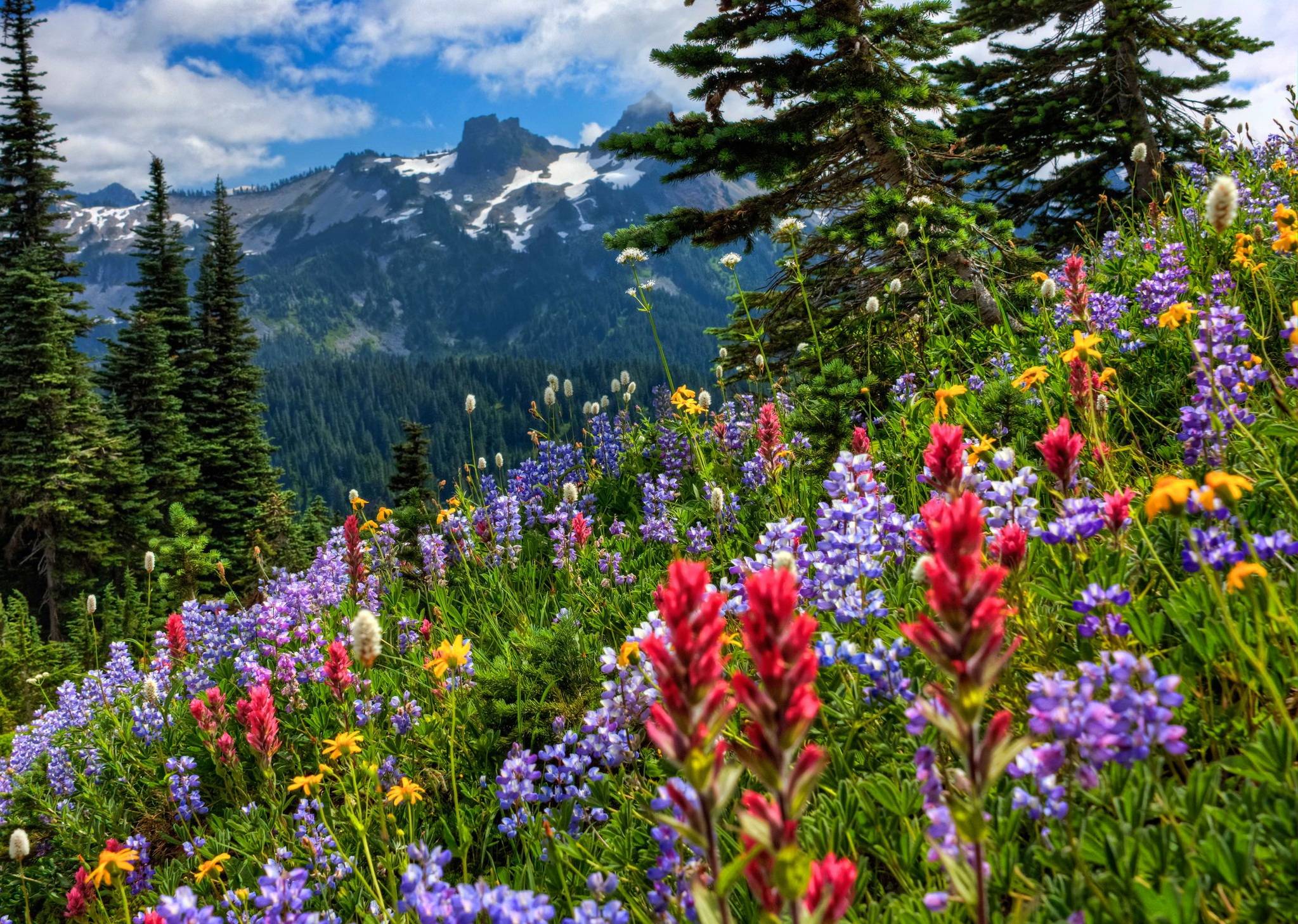 Wildflower Wallpapers Top Free Wildflower Backgrounds WallpaperAccess Wildflower Wallpapers Top Free Wildflower Backgrounds WallpaperAccess