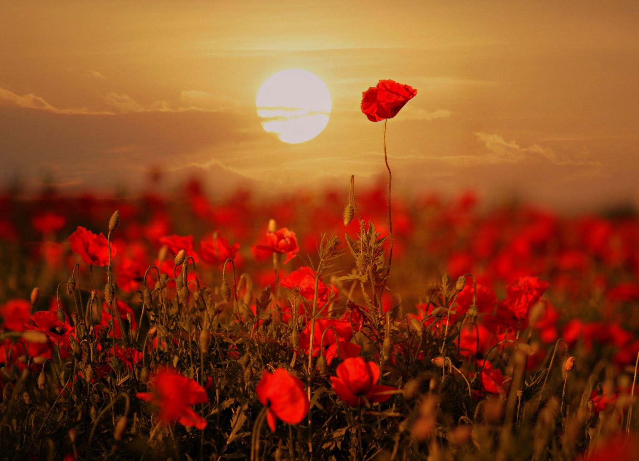 Poppy Flower Wallpapers - Top Free Poppy Flower Backgrounds ...