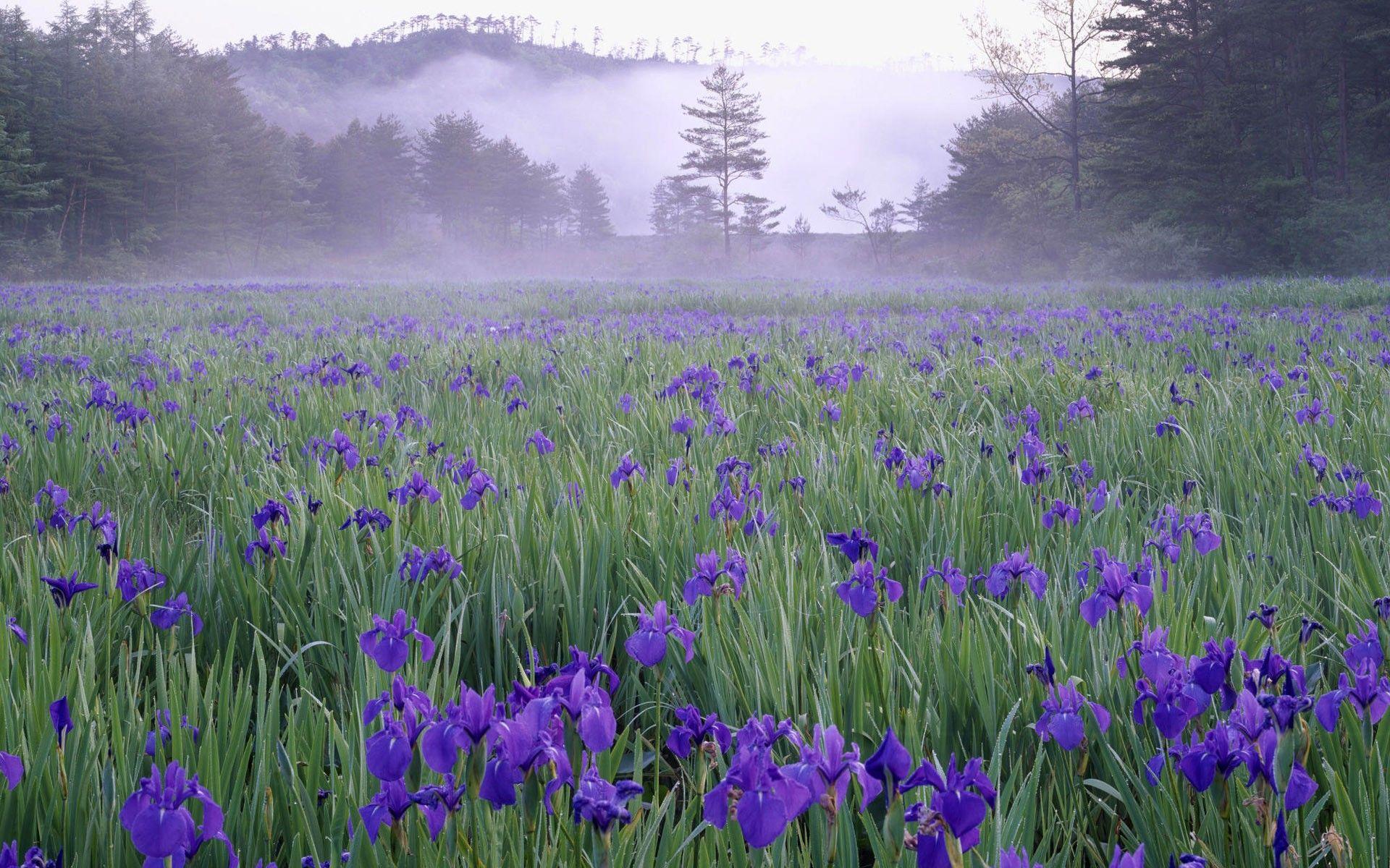 1920x1200 Wildflower Wallpaper