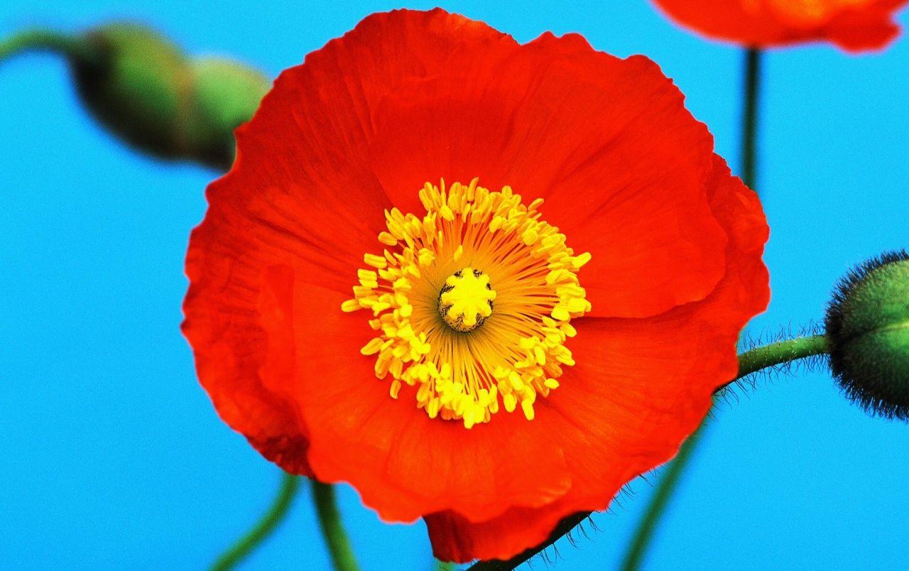 1280x804 Poppy Flower wallpaper. Poppy Flower