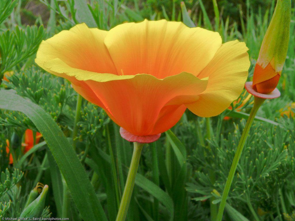 1024x768 Poppy Flower Wallpaper