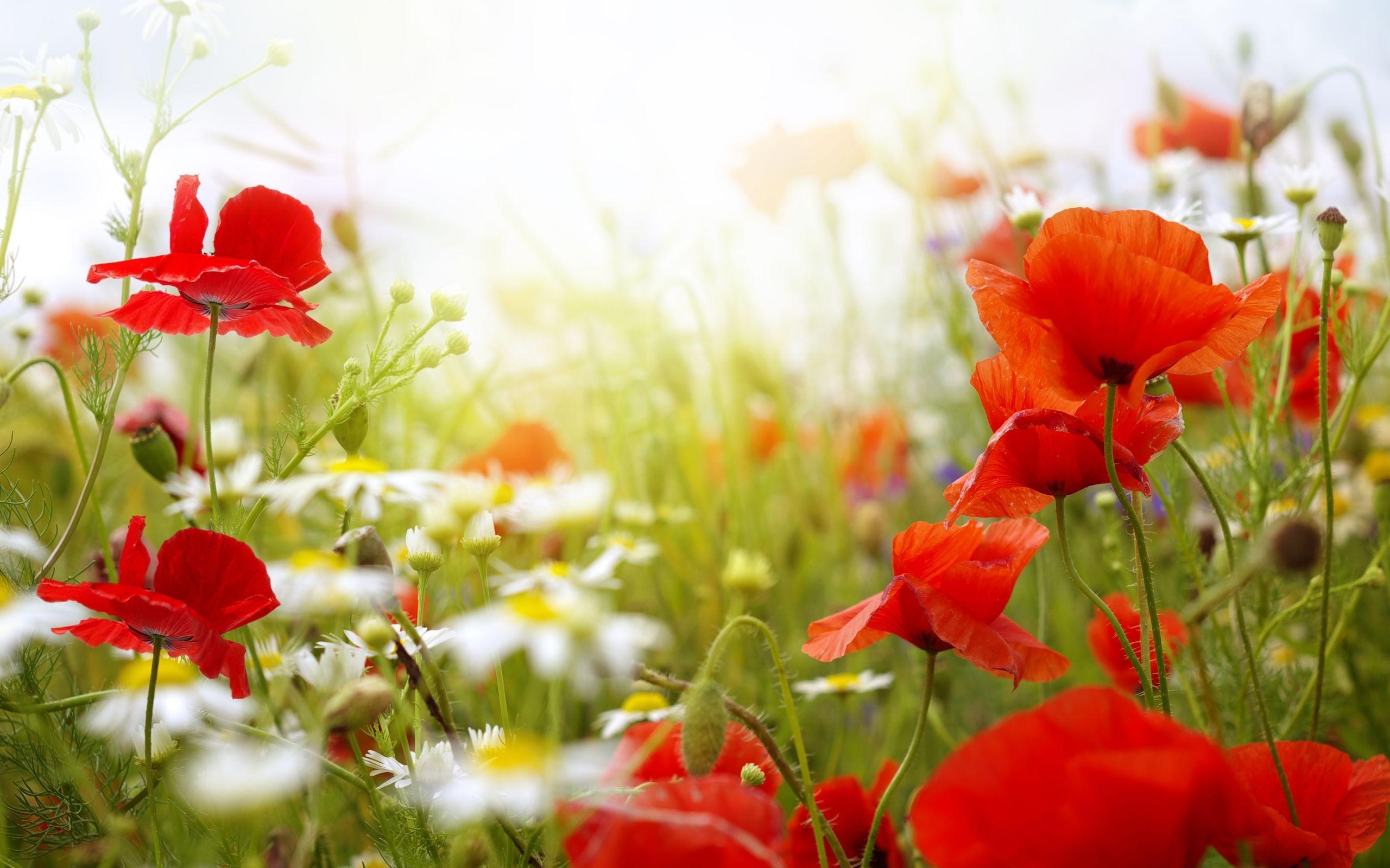 2560x1600 Poppy Flowers 14010 2560x1600px