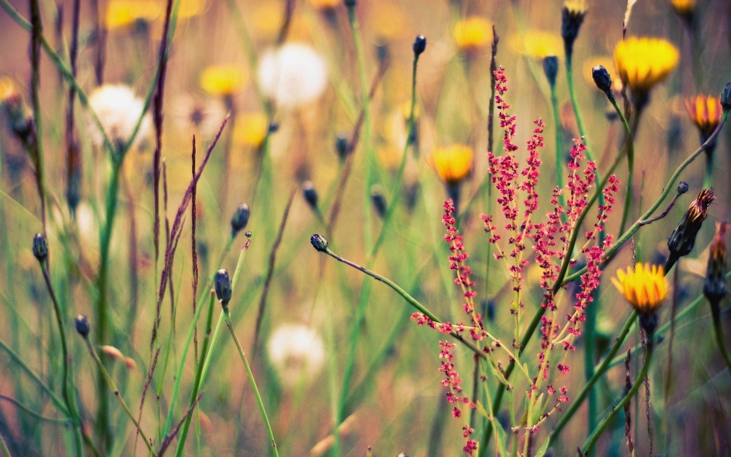 2560x1600 Wildflower Background