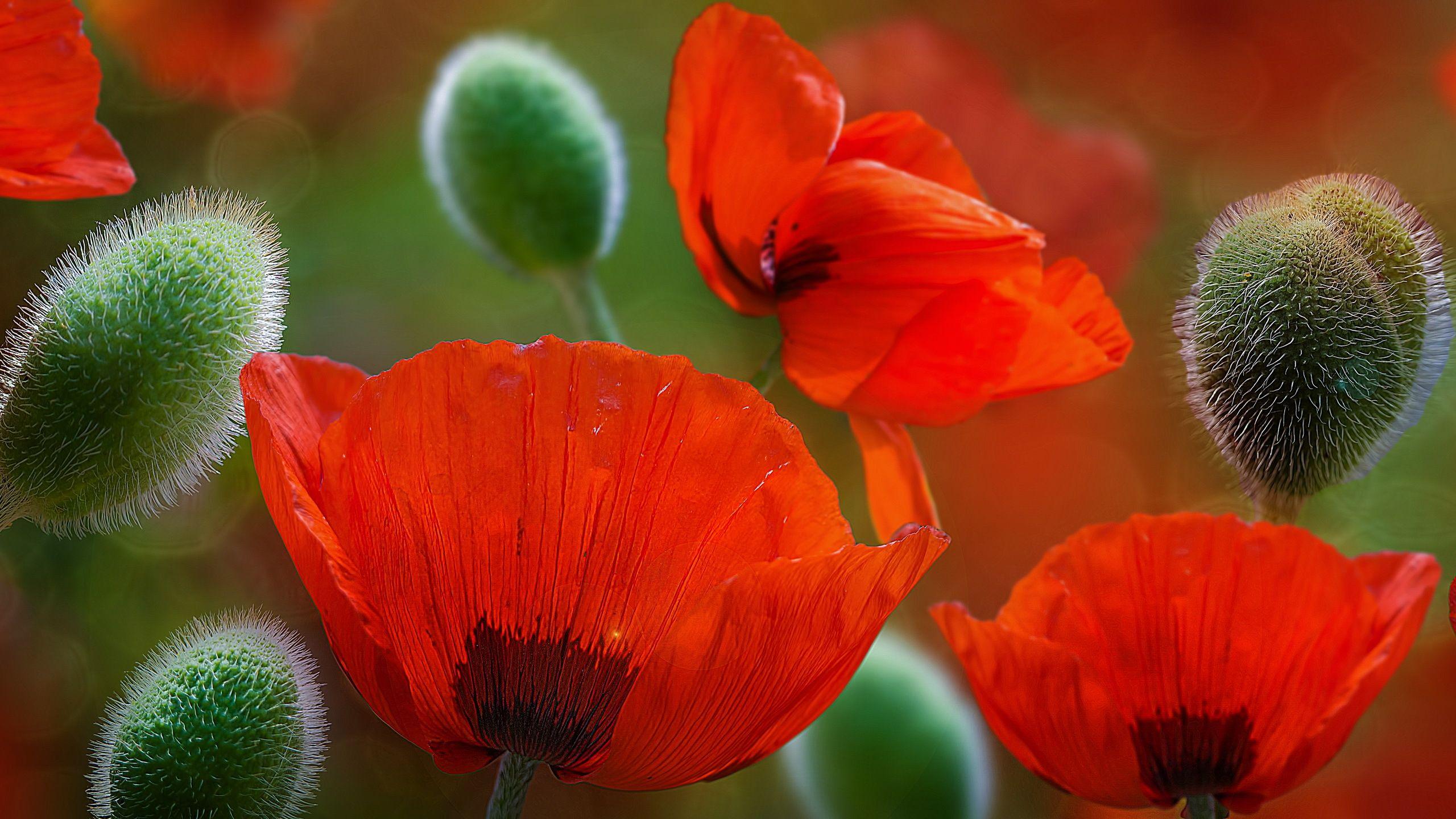 2560x1440 Beautiful Poppy Flowers Wallpaper