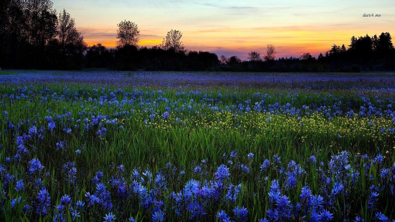 1366x768 Blue wildflowers wallpaper wallpaper