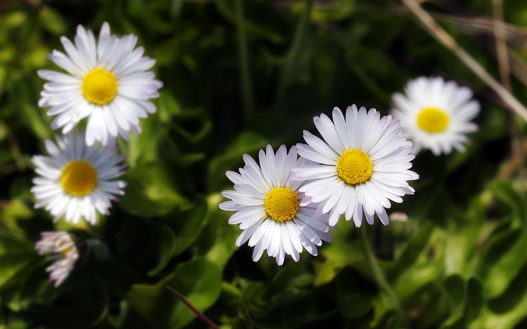1680x1050 Wildflower Wallpaper 37092 1680x1050px
